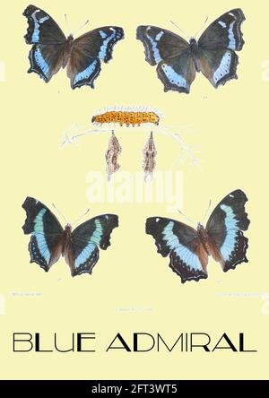 John Nugent Fitch - Vintage Blue ammiraglio illustrazione collocato su sfondo contemporaneo. Foto Stock