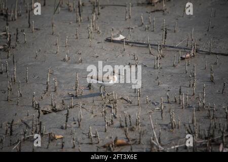 Sandpiper comune, hypoleucos di Actitis, Sunderbans, India Foto Stock