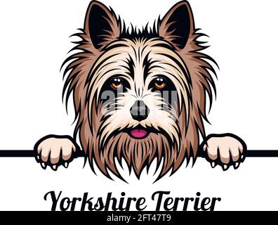 Yorkshire Yorkshire Terrier - razza di cane. Immagine a colori di una testa di cani isolata su sfondo bianco - scorta vettoriale Illustrazione Vettoriale