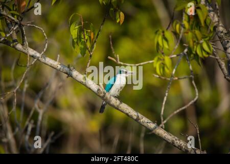 Kingfisher, Todiramphus chloris, Sunderbans, Bengala Occidentale, India Foto Stock