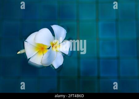 Frangipani fiore in piscina blu Foto Stock