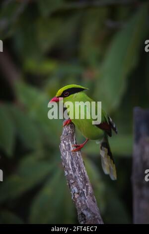 Green Magpie, Cissa chinensis, Okre, Sikkim, India Foto Stock