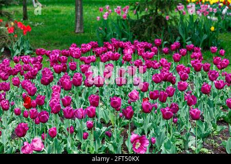 Glade con tulipani viola colorati all'aperto in un parco cittadino.Primavera tulipani luminosi in un letto fiorito di un parco cittadino. Spazio di copia. Foto Stock