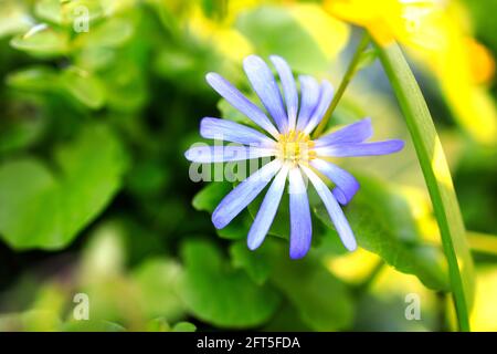 Anemonoides blanda, sin. L'anemone blanda, l'anemone balcanico, il fiore a vento greco, o fiore a vento invernale, è una specie di pianta fiorente della famiglia R. Foto Stock