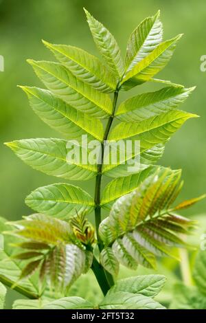 Comune foglia di cenere Fraxinus excelsior foglie Foto Stock