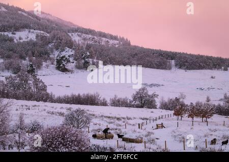 Coltivatore che alimenta le sue pecore in un giorno di inverni Foto Stock