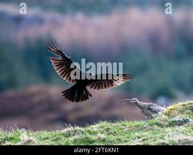 Corvo che attacca un Curlew vicino al suo nido Foto Stock