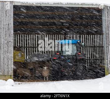 Pecore che riparano in un fienile durante l'inverno Foto Stock