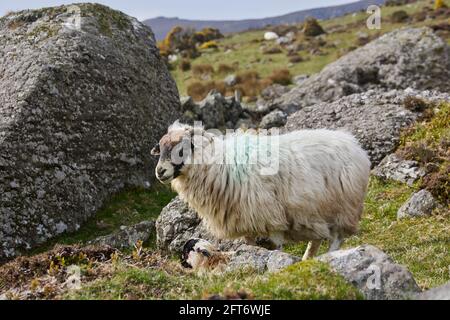 pecore cornate in grande in bella intonazione di montagna nel Highlands scozzesi Foto Stock