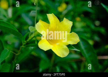 Indonesia Isole Anambas - Cathartica di Allamanda gialla Foto Stock