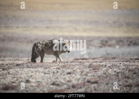 Lupo tibetano, Canis lupus filchneri, Gurudonmar, Sikkim, India Foto Stock