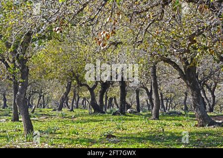 Foresta di querce nella bassa Galilea, Israele Foto Stock