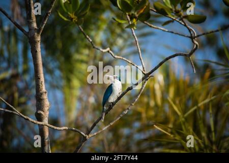 Kingfisher, Todiramphus chloris, Sunderbans, Bengala Occidentale, India Foto Stock