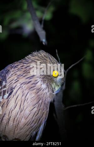 Gufo d'aquila, bubo coromandus, Parco Nazionale di panna, India Foto Stock