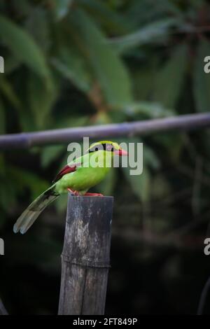 Green Magpie, Cissa chinensis, Okre, Sikkim, India Foto Stock