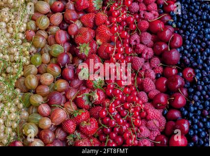 Sfondo estivo da frutti e bacche. Ribes bianco e rosso, fragole, ciliegie, mirtilli e uva passa. Vista dall'alto del cibo vitaminico estivo. Dieta sana. Raccolto di giardino. Foto Stock