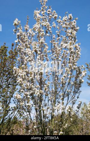 Prunus Amanogawa Prunus serrulata albero Foto Stock