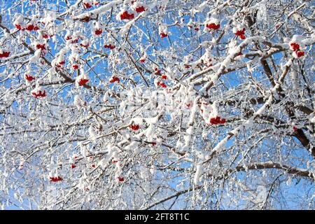 Gruppi di cenere di montagna di colore rosso brillante sotto i cappelli di neve contro il cielo blu Foto Stock