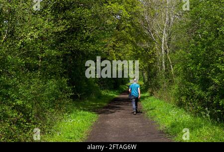 Uomo di mezza età che cammina lungo la pista al Ryton Pools Country Park, West Midlands, Warwickshire, Inghilterra Regno Unito Foto Stock