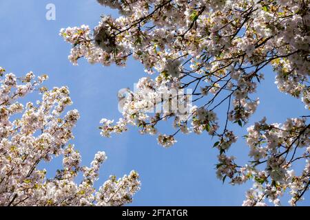 Prunus Sunset Boulevard Cherry Tree si contrappone alla sorgente del cielo blu Foto Stock