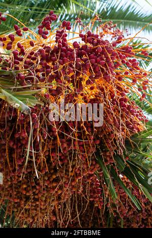 La frutta matura pende sulla palma. Frutti tropicali Foto Stock