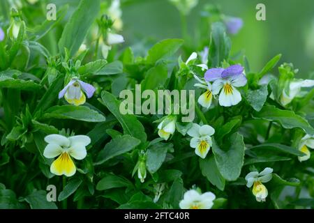 Fioritura heartsease, Viola piante tricolore con rugiada fotografata al mattino presto Foto Stock