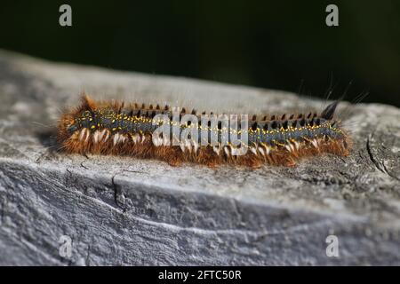 Bevitore Moth Caterpillar Philudoria (Euthrix potatoria) Foto Stock