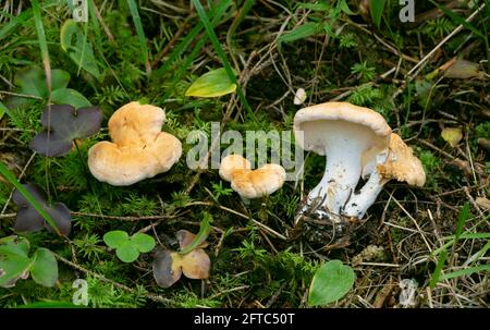 toth dolce, Hydnum repandum in ambiente naturale Foto Stock
