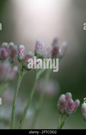 Fiorente montagna eterna, Antennaria dioica Foto Stock