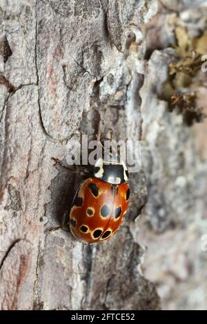 Ladybug con occhi, Anatis ocellata su corteccia di pino Foto Stock