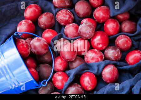 Prugna rossa su tovaglia blu. Vista dall'alto delle prugne. Frutta di fondo. Cibo ancora vita. Raccolta estiva di frutta in secchio. Foto Stock