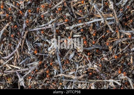 Western Thatching ANT, Formica oscuripes, tumulo nel Toadstool Geologic Park, Oglala National Grassland, Nebraska, USA Foto Stock