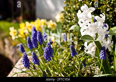 Bulbi di primavera fioriti in un giardino Foto Stock