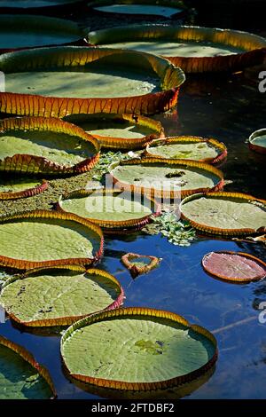 Victoria regia (Victoria amazonica) sul lago Foto Stock