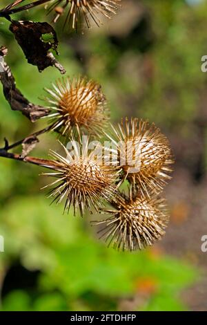 Semi di burdock o baccello commestibile (Arctium lappa) Foto Stock