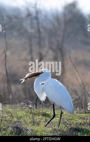 Great Egret, Ardea alba, pesce gatto canale deglutizione, Ictalurus punctatus, catturato dal canale sul San Luis NWR, Merced County, California Foto Stock