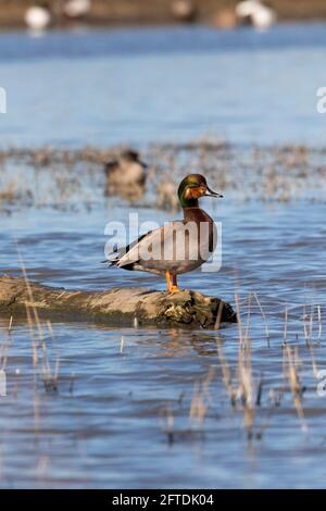 L'anatra del birraio è un ibrido di x gadwall di mallard ed è fotografato molto raramente nel selvaggio. Merced National Wildlife Refuge, praterie zona ecologica, Foto Stock