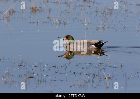 L'anatra del birraio è un ibrido raro di draga di mallard x del gadwall selvatico ed è molto raramente visto o fotografato. Merced National Wildlife Refuge, California. Foto Stock