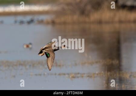 Un ibrido di mallard x gadwall e un drake d'anatra selvaggio di Brewer in volo è un'immagine molto unica e rara scattata al Merced National Wildlife Refuge, California. Foto Stock