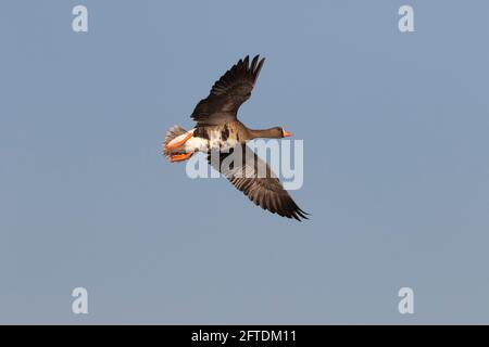 Adulto Greater White-fronted Goose, Anser albifrons, in volo sulle praterie della California Ecological Area nella San Joaquin Valley. Foto Stock