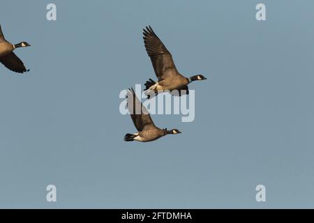 Cackling Canada Geese, Branta canadensis, trio in volo, un'oca con collo di plastica ID e fascia per le gambe. Una volta minacciata la sottospecie di Aleutian. Foto Stock