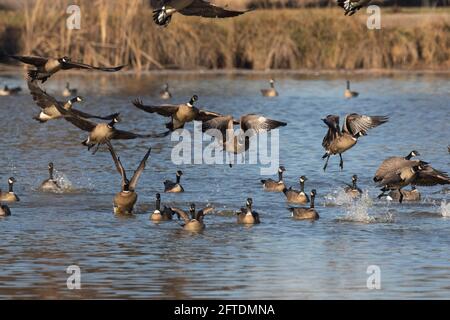 Cackling Canada Geese, la sottospecie Aleutica, una volta in via di estinzione, Branta canadensis, decollo da zone umide d'acqua dolce nella valle californiana di San Joaquin Foto Stock