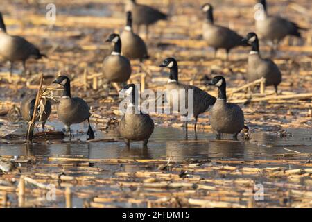 Cackling Canada Goose Flock, sottospecie di Aleutian, alimentazione in stoppia di mais allagato nella zona di San Joaquin Valley Wintering della contea di Stanislaus, CA. Foto Stock