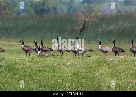 Cackling Canada Geese, una volta in via di estinzione sottospecie Aleutian, Branta canadensis, riposa sulla cresta erbosa nella zona di svernamento della San Joaquin Valley della California. Foto Stock