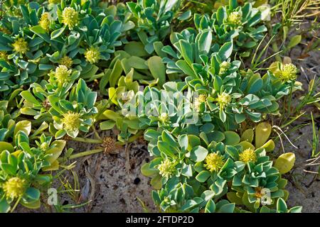 Pianta autoctona della spiaggia (Acicarpha spathulata), barra da Tijuca, Rio de Janeiro Foto Stock