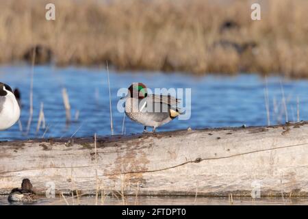 Un colorato Teal con ali verdi di drake, Anas crecca, si erge su un losco di mezza giornata al Merced NWR, nella San Joaquin Valley della California. Foto Stock