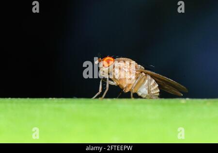 Drosophila melanogaster è una specie di mosca della famiglia Drosophilidae Foto Stock