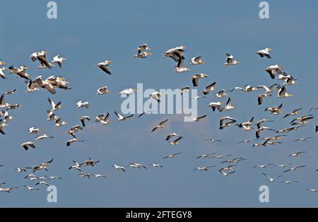 Bianco Pelican gregge durante la migrazione Foto Stock