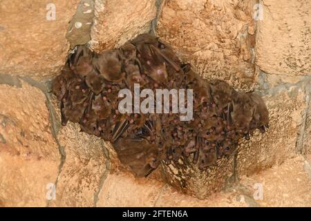 I pipistrelli di frutta, Rousettus aegyptiacus, insieme in tempo freddo Foto Stock