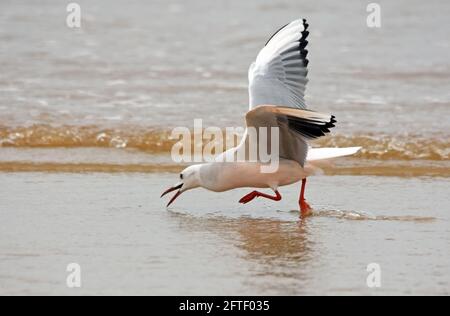 Gabbiano snello-rovesciato sul mare Foto Stock